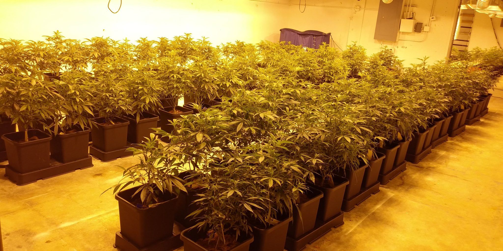 Kind Meds Medical Dispensary