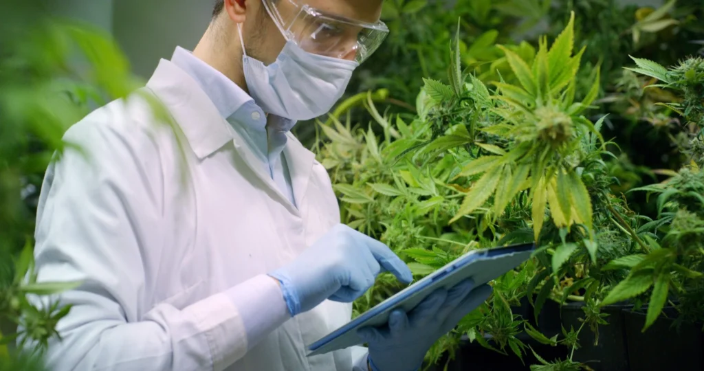 How Medical Cannabis Helps with PTSD: What Veterans Should Know