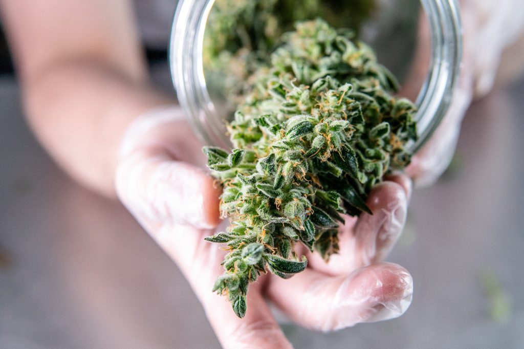 The Best Medical Marijuana Strains for Epilepsy Relief in 2025.