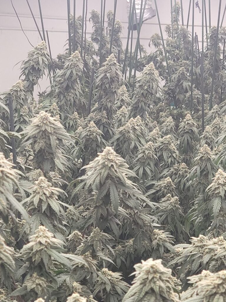 Kindmeds Gallery