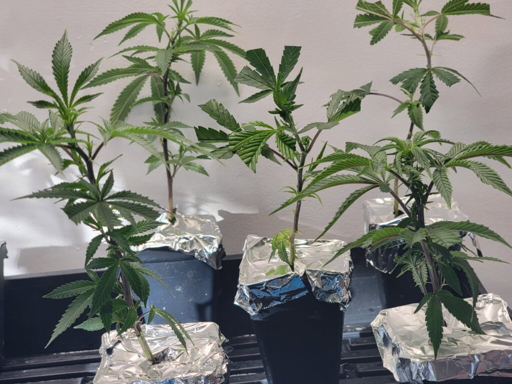 Colorado cannabis clones bred and selected by Kind Meds