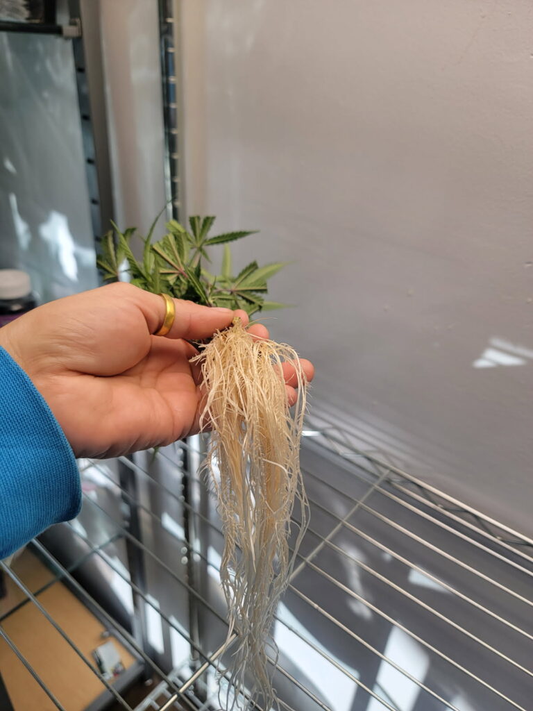 Colorado cannabis clones with established roots at Kind Meds