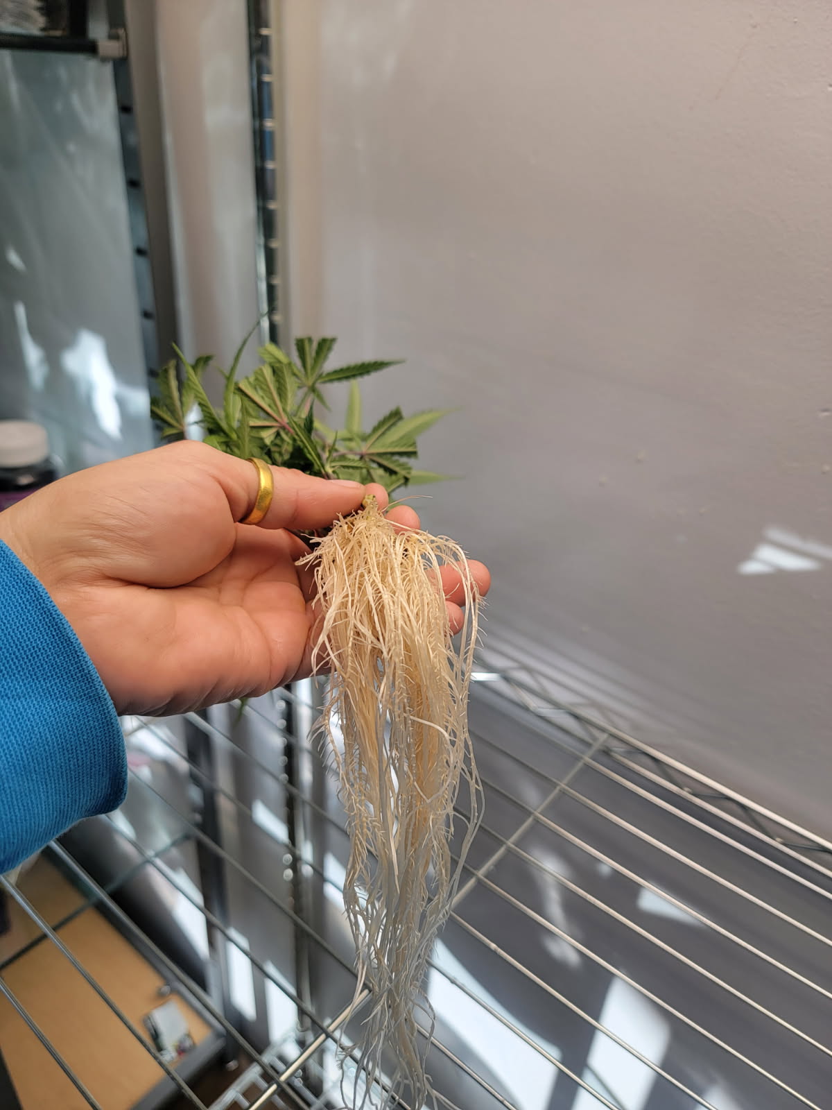Colorado cannabis clones with established roots at Kind Meds